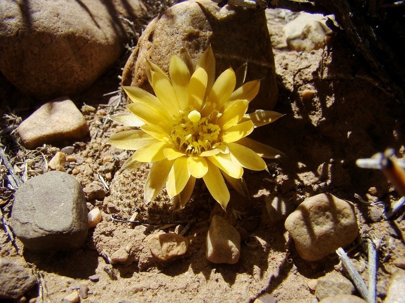 Aylostera einsteinii photo 7
