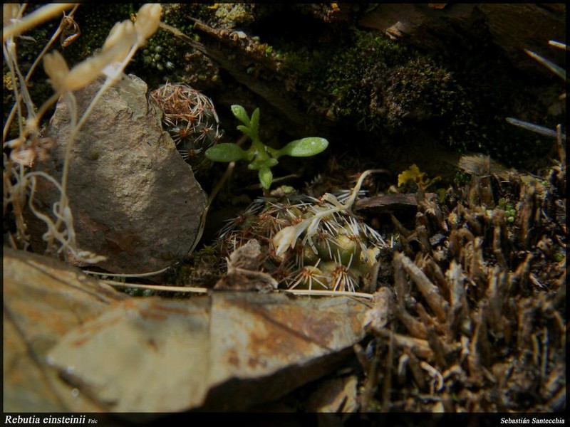 Aylostera einsteinii photo 8