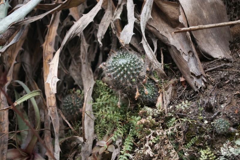 Aylostera flavistyla photo 2