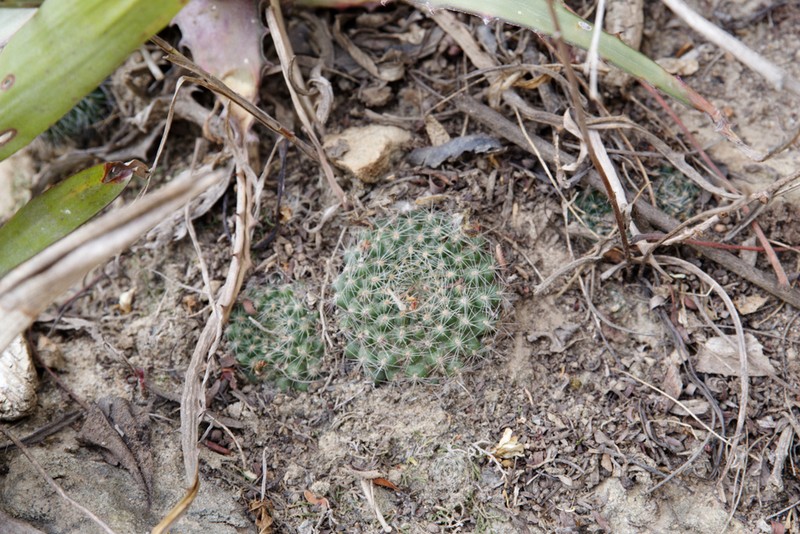 Aylostera flavistyla photo 3