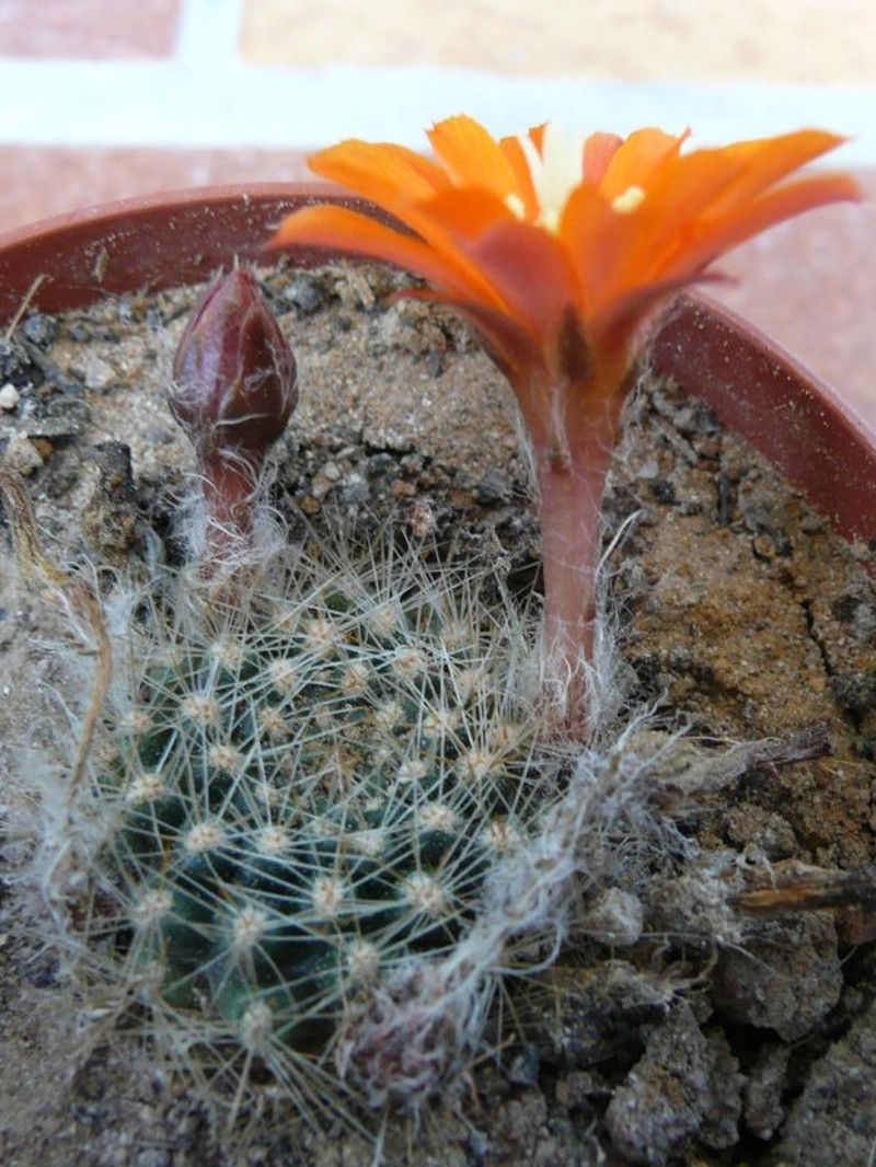 Aylostera flavistyla