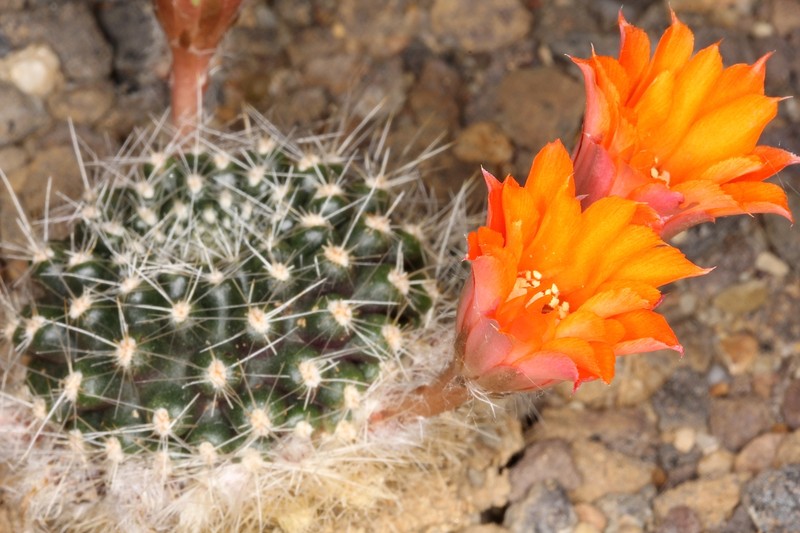 Aylostera flavistyla photo 4