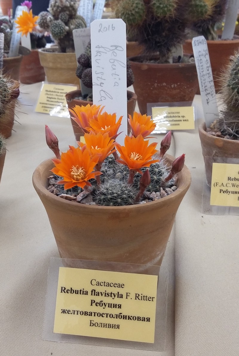 Aylostera flavistyla photo 5