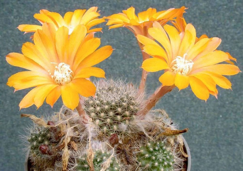 Aylostera flavistyla photo 6