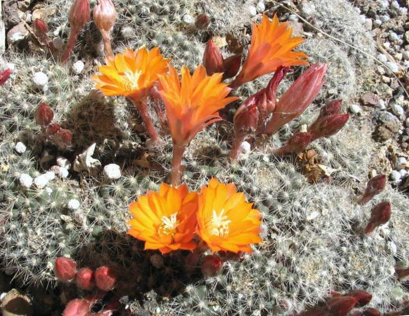 Aylostera flavistyla photo 7