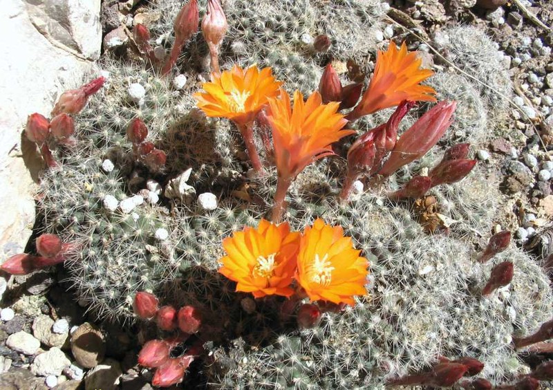 Aylostera flavistyla photo 8