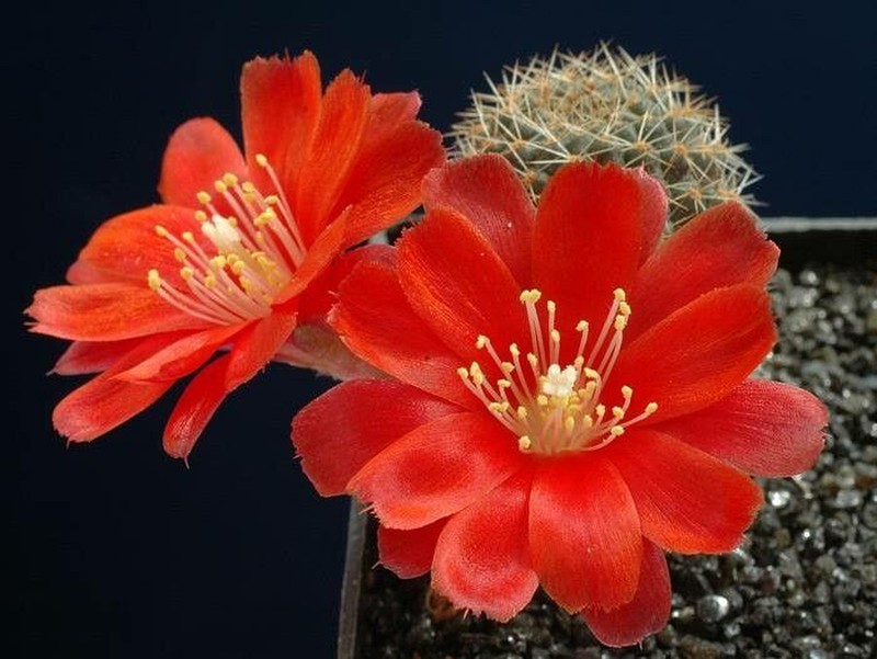 Aylostera fusca