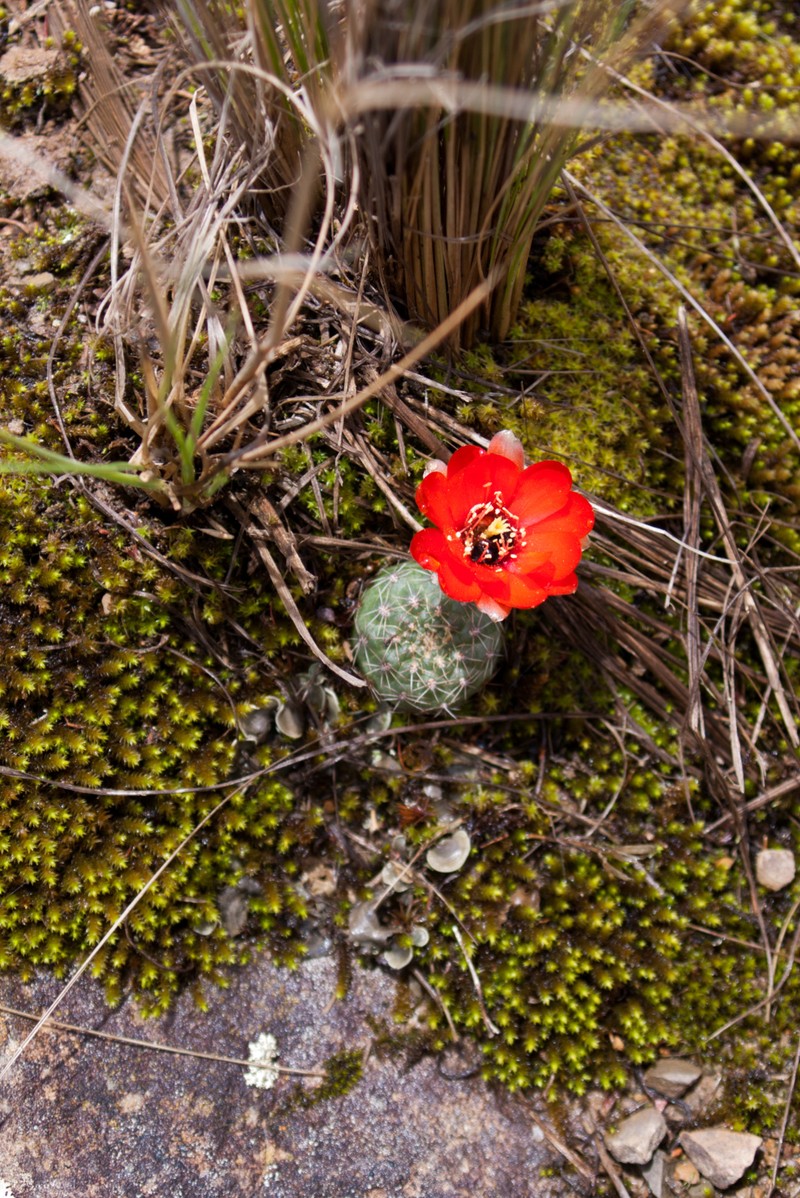 Aylostera fusca photo 6