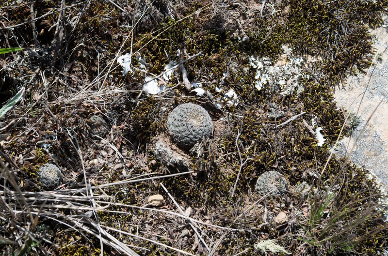 Aylostera heliosa photo 2