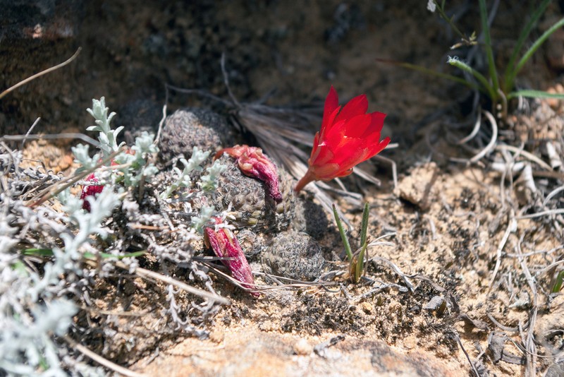 Aylostera heliosa photo 3