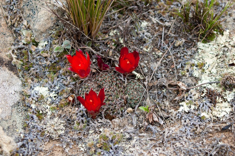 Aylostera heliosa photo 5