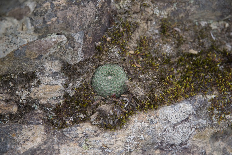 Aylostera heliosa photo 6