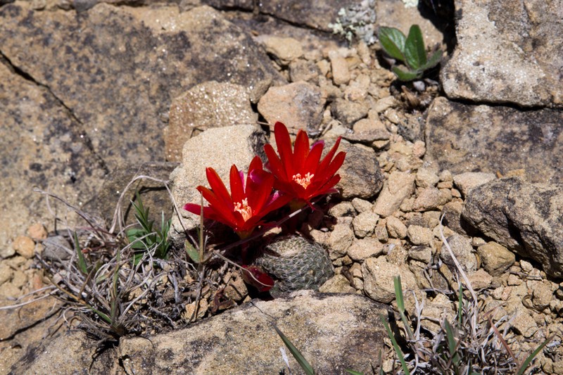 Aylostera heliosa photo 7