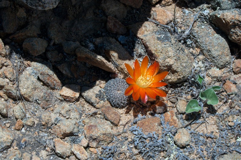 Aylostera heliosa photo 8