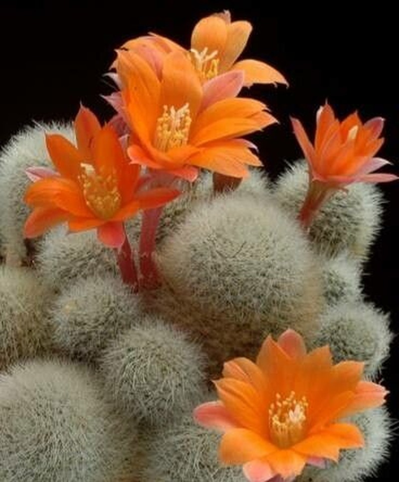 Aylostera hoffmannii