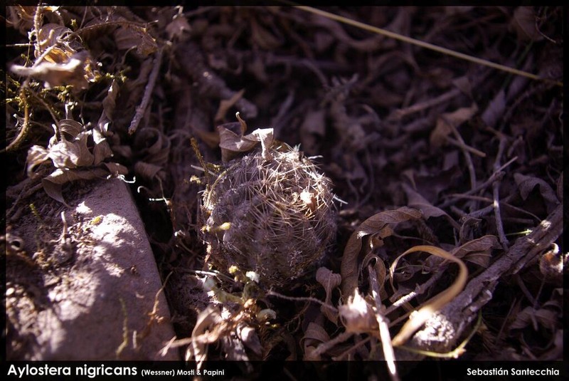 Aylostera nigricans photo 2