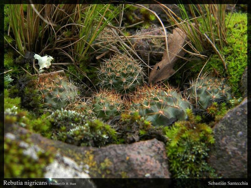 Aylostera nigricans photo 3
