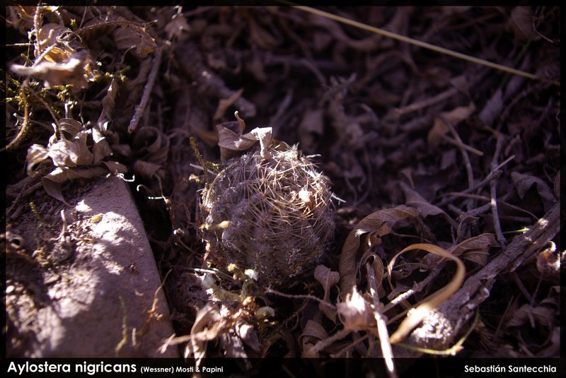 Aylostera nigricans photo 4