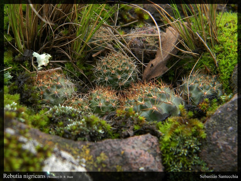 Aylostera nigricans photo 5