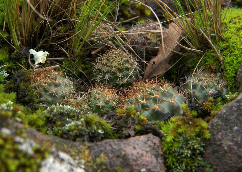 Aylostera nigricans
