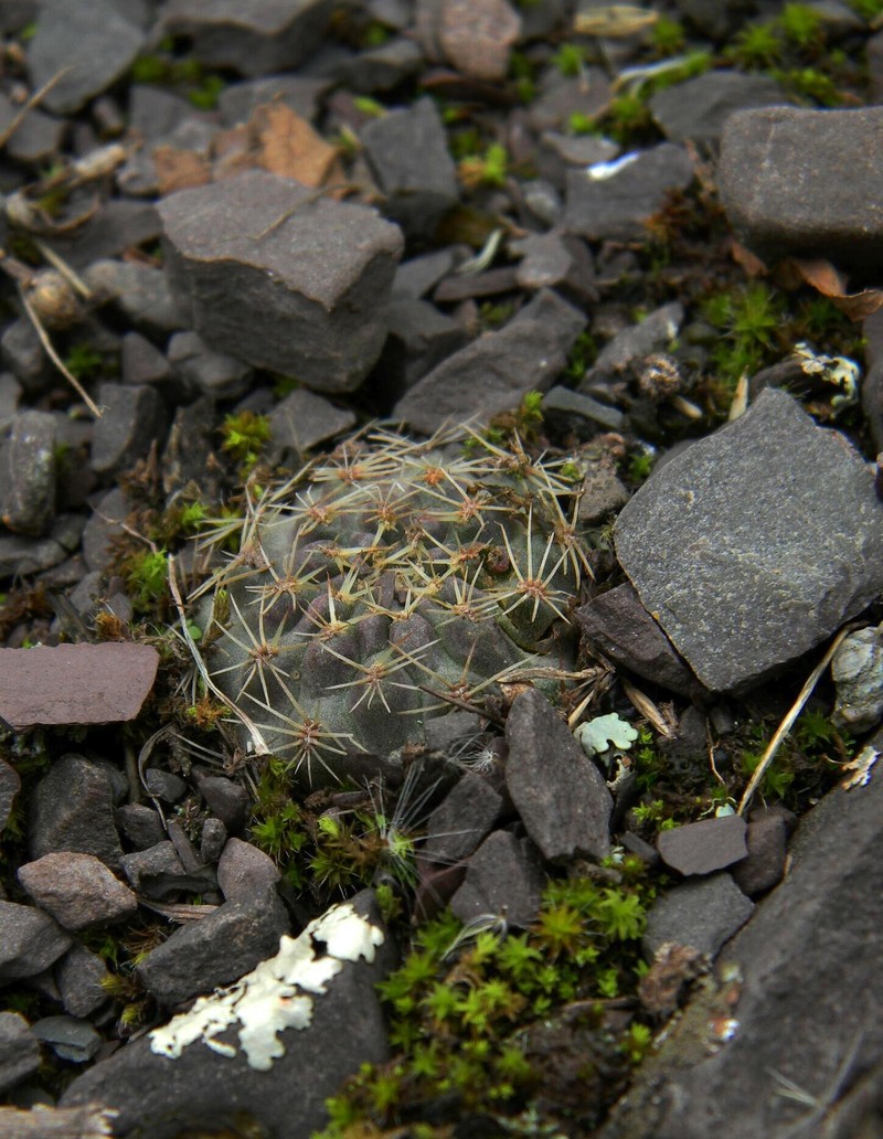Aylostera nigricans photo 7