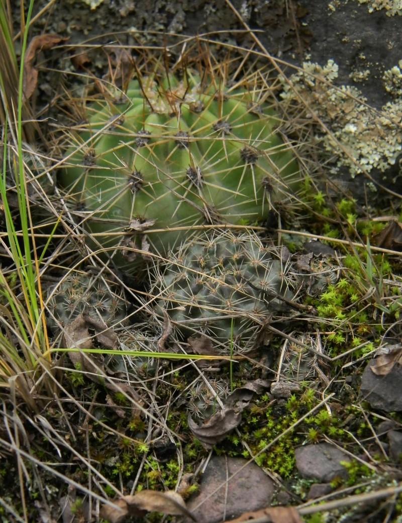 Aylostera nigricans photo 8