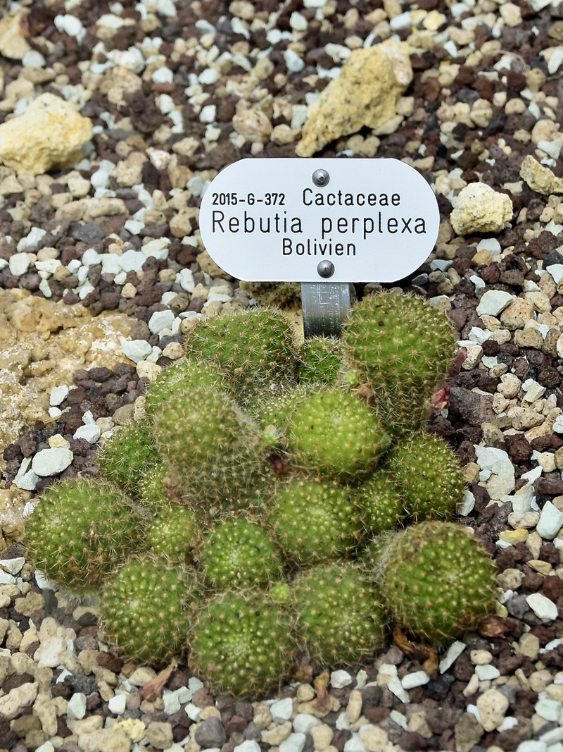 Aylostera perplexa