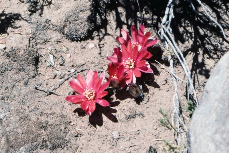 Aylostera pygmaea photo 2