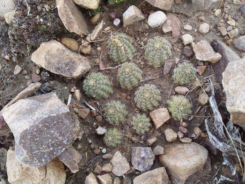 Aylostera pygmaea photo 3