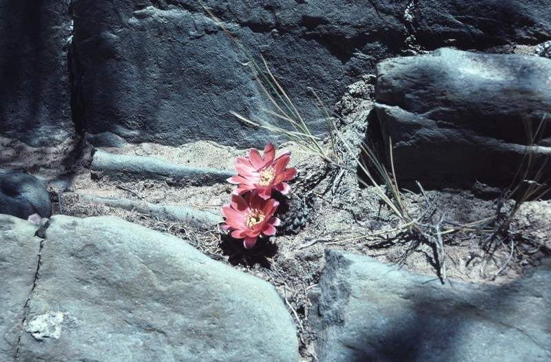 Aylostera pygmaea photo 4