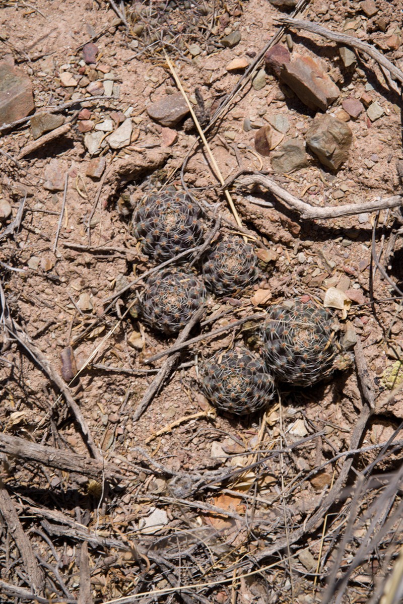 Aylostera pygmaea photo 5