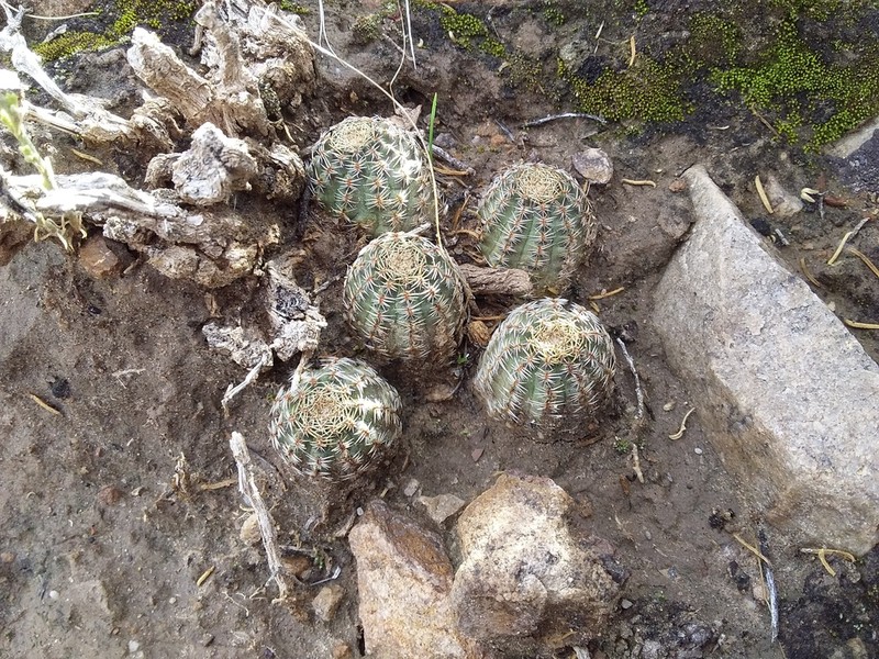 Aylostera pygmaea photo 6