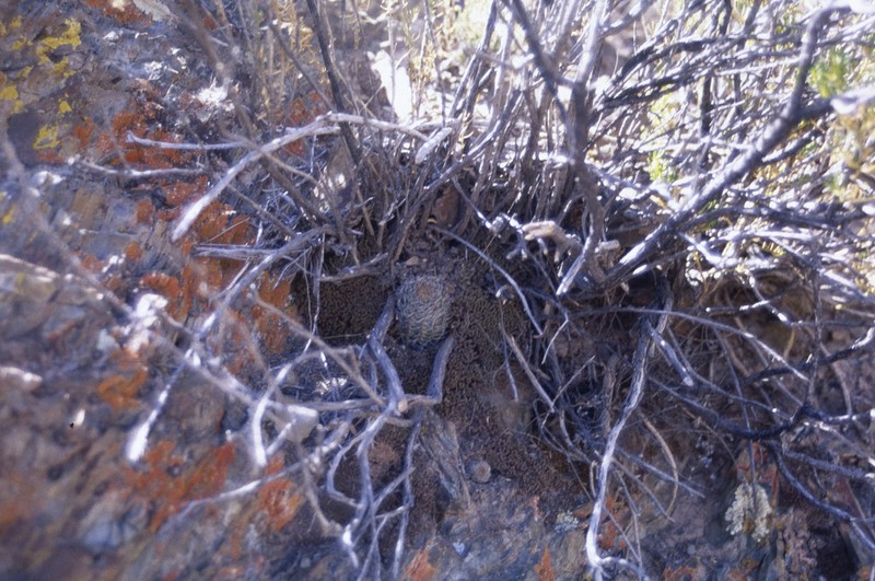 Aylostera pygmaea photo 7
