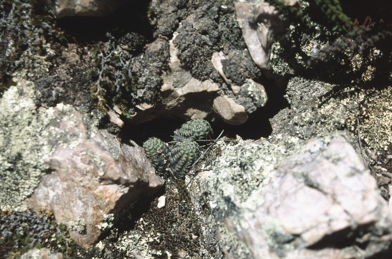 Aylostera pygmaea photo 8