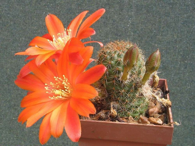 Aylostera tarvitaensis