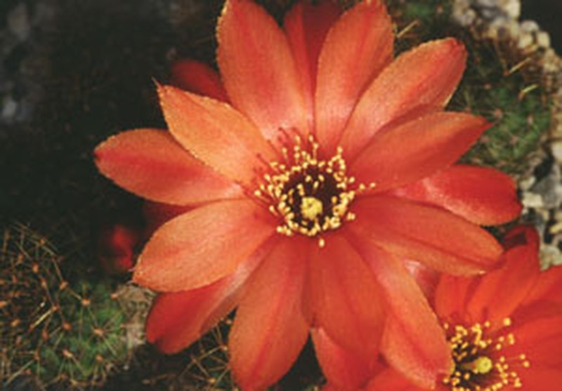 Aylostera tarvitaensis photo 2