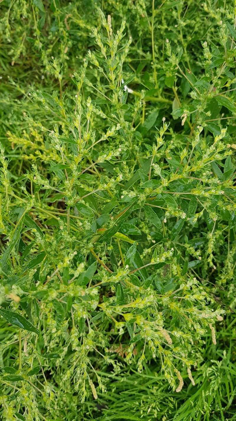 Russian Pigweed photo 2