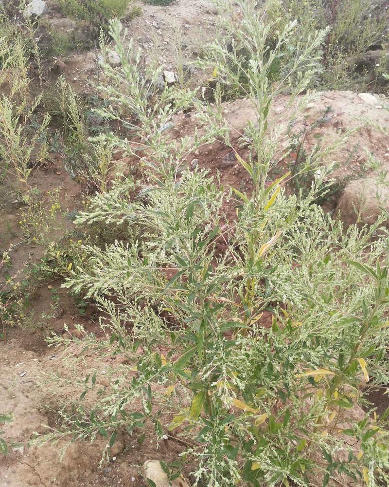 Russian Pigweed photo 3