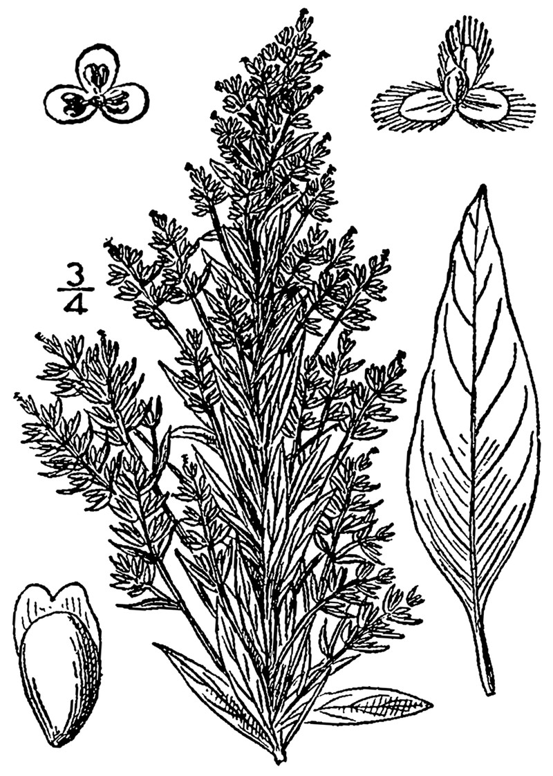 Russian Pigweed photo 4