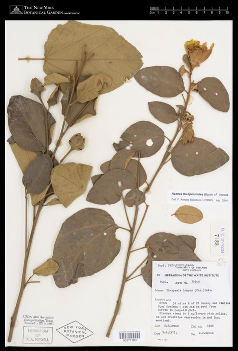 Azanza thespesioides