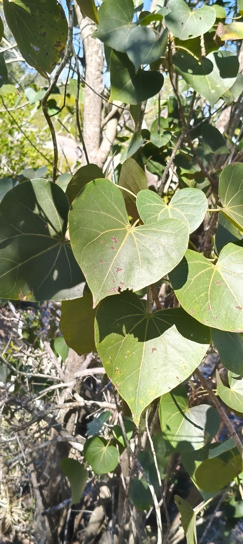 Azanza thespesioides photo 2
