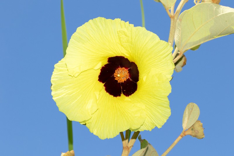 Azanza thespesioides photo 3