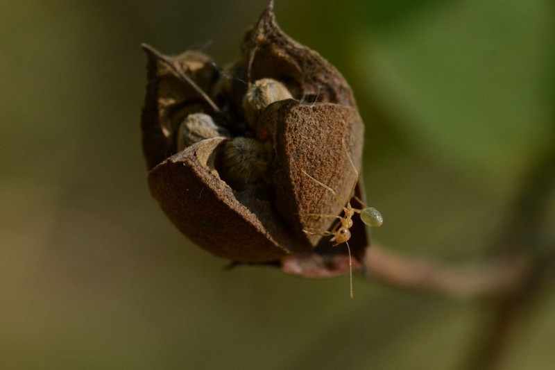 Azanza thespesioides photo 4