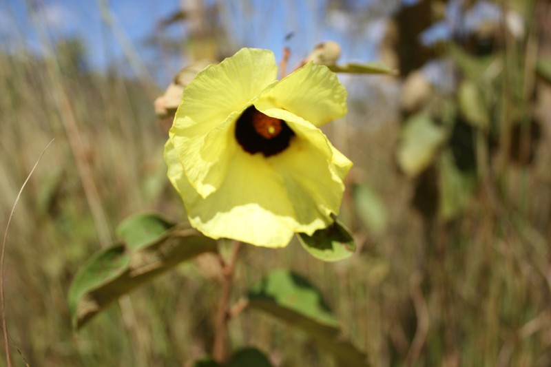 Azanza thespesioides photo 5