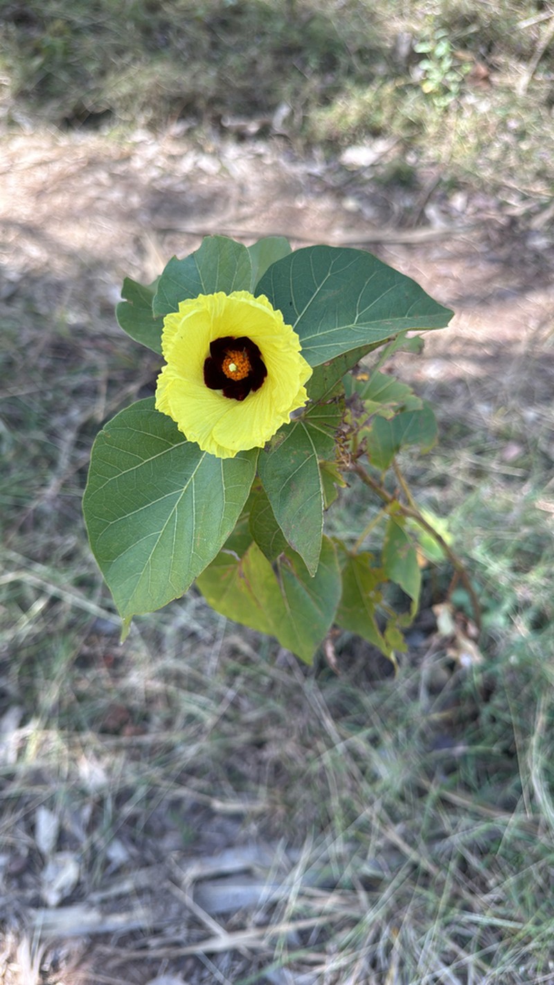 Azanza thespesioides photo 6