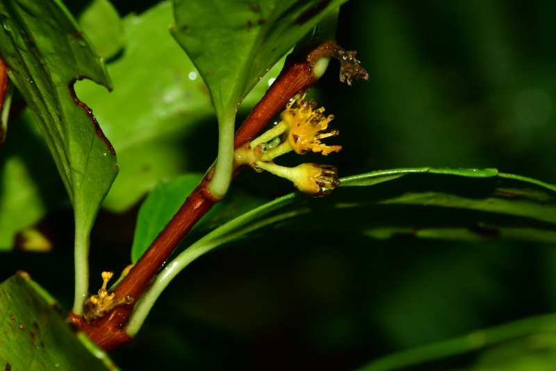 Azara alpina
