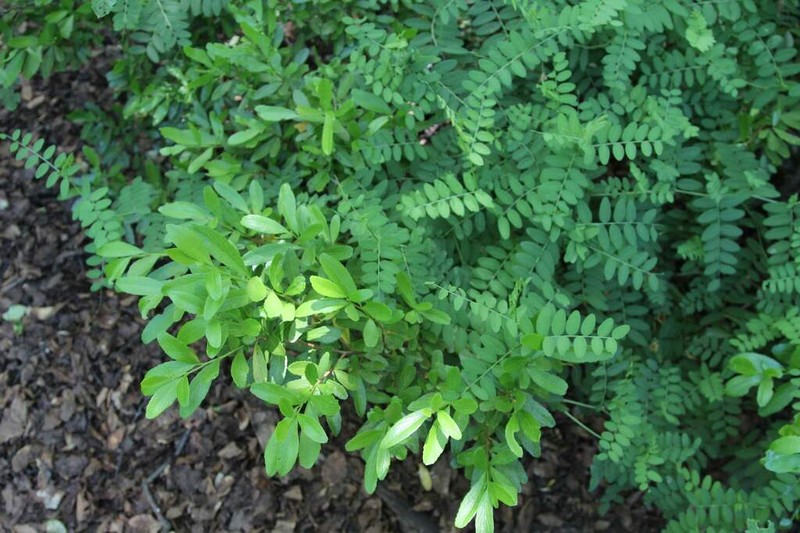 Azara alpina photo 2