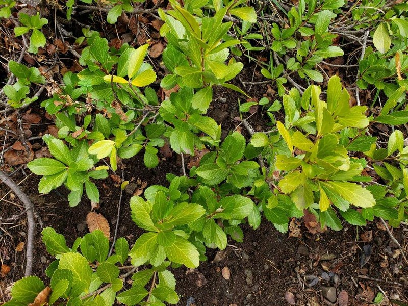 Azara alpina photo 4