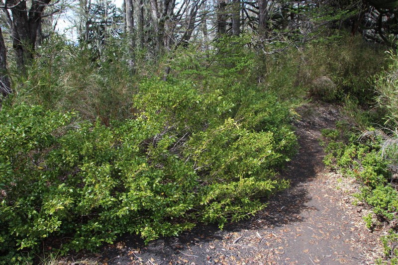 Azara alpina photo 5