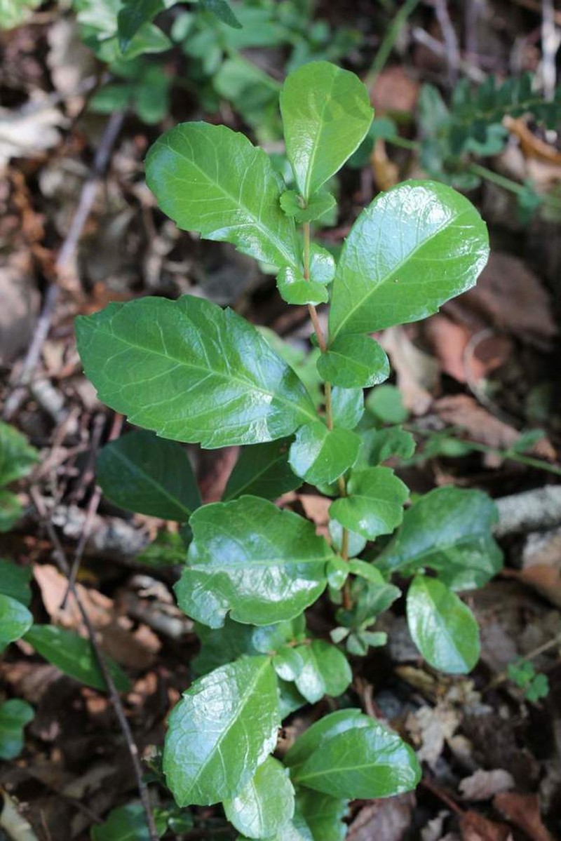 Azara alpina photo 8